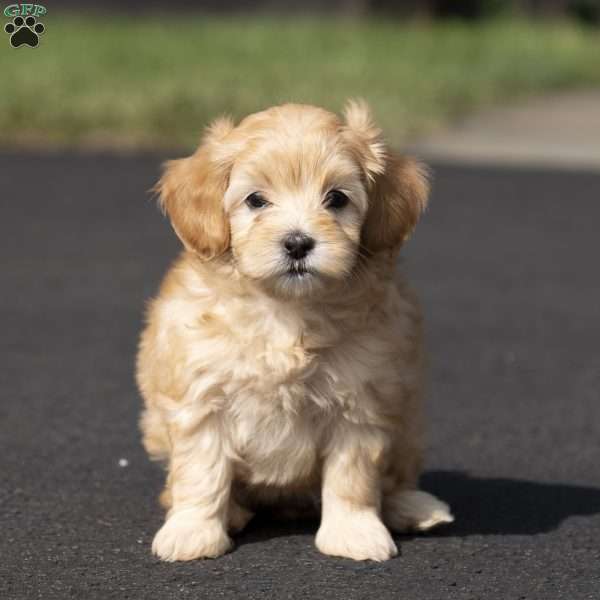 Lilac, Miniature Poodle Mix Puppy